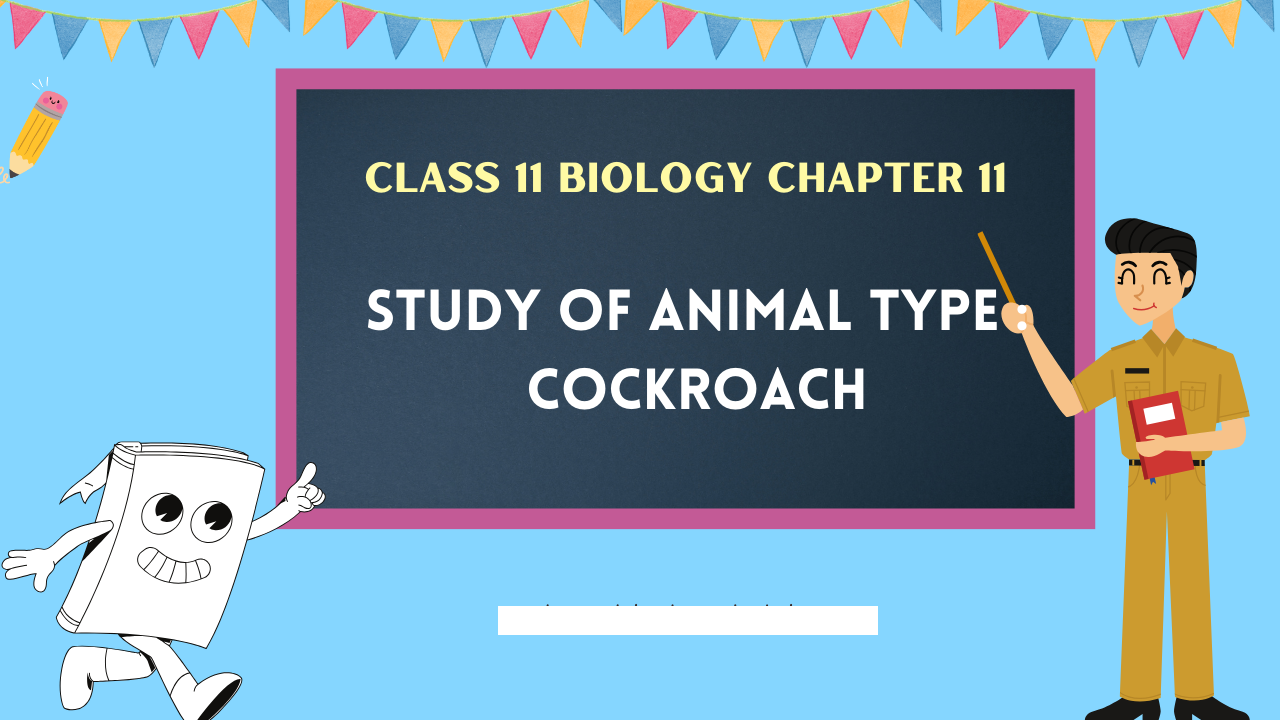 Class-11-Biology-Chapter-11