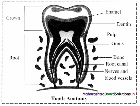 Maharashtra-Board-Class-11-Biology-Solutions-Chapter-14-Human-Nutrition-7
