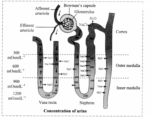 Maharashtra-Board-Class-11-Biology-Solutions-Chapter-15-Excretion-and-Osmoregulation-19