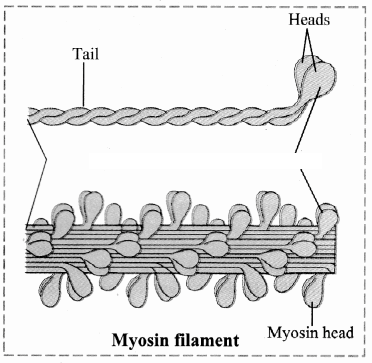 Maharashtra-Board-Class-11-Biology-Solutions-Chapter-16-Skeleton-and-Movement-10