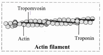 Maharashtra-Board-Class-11-Biology-Solutions-Chapter-16-Skeleton-and-Movement-11
