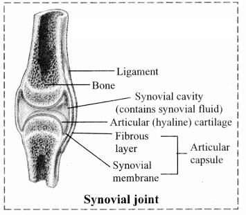 Maharashtra-Board-Class-11-Biology-Solutions-Chapter-16-Skeleton-and-Movement-12