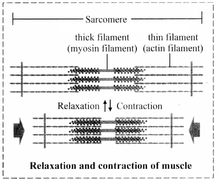 Maharashtra-Board-Class-11-Biology-Solutions-Chapter-16-Skeleton-and-Movement-24