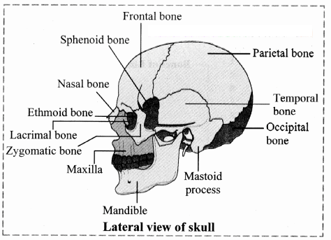 Maharashtra-Board-Class-11-Biology-Solutions-Chapter-16-Skeleton-and-Movement-31