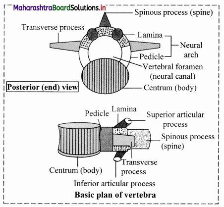 Maharashtra-Board-Class-11-Biology-Solutions-Chapter-16-Skeleton-and-Movement-35