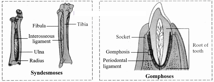 Maharashtra-Board-Class-11-Biology-Solutions-Chapter-16-Skeleton-and-Movement-37