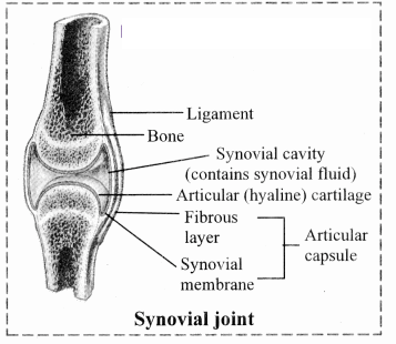 Maharashtra-Board-Class-11-Biology-Solutions-Chapter-16-Skeleton-and-Movement-39