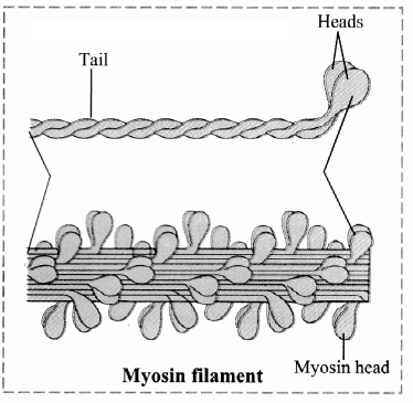 Maharashtra-Board-Class-11-Biology-Solutions-Chapter-16-Skeleton-and-Movement-7