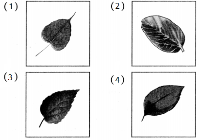 Maharashtra-Board-Class-5-Hindi-Solutions-Chapter-9-नीम-1