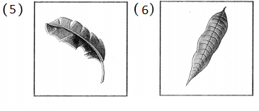 Maharashtra-Board-Class-5-Hindi-Solutions-Chapter-9-नीम-2