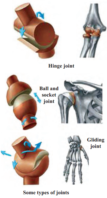 Maharashtra-Board-Class-6-Science-Solutions-Chapter-8-Our-Skeletal-System-and-the-Skin-1.1