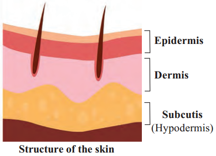 Maharashtra-Board-Class-6-Science-Solutions-Chapter-8-Our-Skeletal-System-and-the-Skin-2