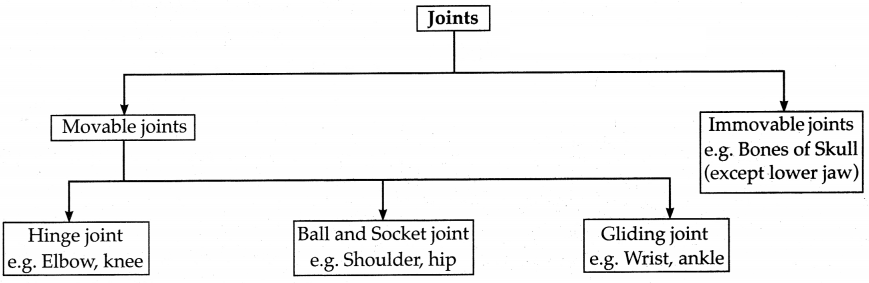 Maharashtra-Board-Class-6-Science-Solutions-Chapter-8-Our-Skeletal-System-and-the-Skin-3