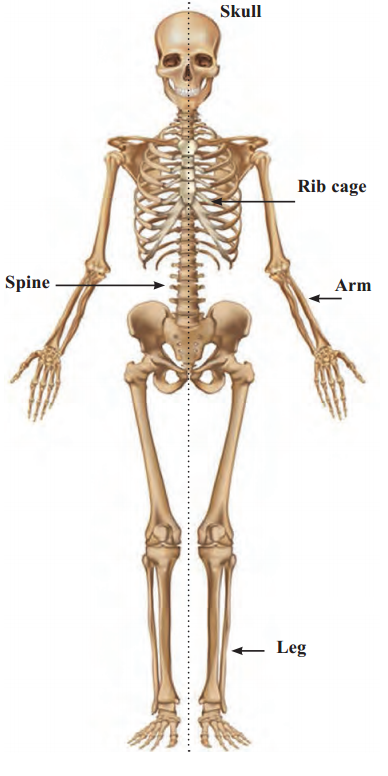 Maharashtra-Board-Class-6-Science-Solutions-Chapter-8-Our-Skeletal-System-and-the-Skin-4