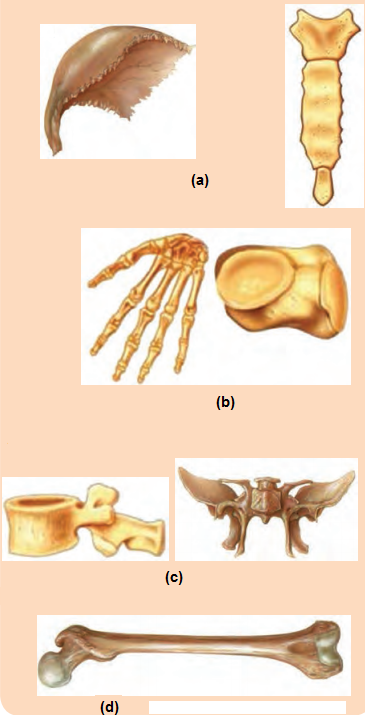 Maharashtra-Board-Class-6-Science-Solutions-Chapter-8-Our-Skeletal-System-and-the-Skin-5