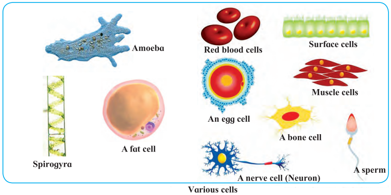 Maharashtra-Board-Class-7-Science-Solutions-Chapter-11-Cell-Structure-and-Micro-organisms-2