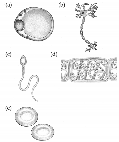 Maharashtra-Board-Class-7-Science-Solutions-Chapter-11-Cell-Structure-and-Micro-organisms-3