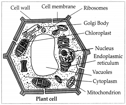 Maharashtra-Board-Class-7-Science-Solutions-Chapter-11-Cell-Structure-and-Micro-organisms-5