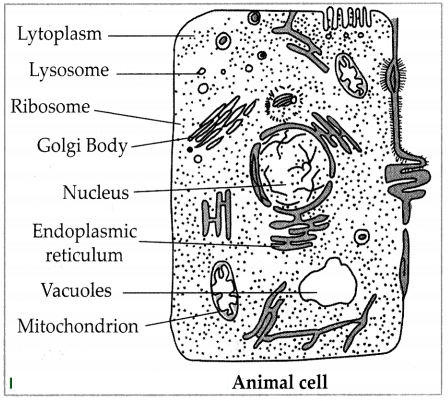 Maharashtra-Board-Class-7-Science-Solutions-Chapter-11-Cell-Structure-and-Micro-organisms-6