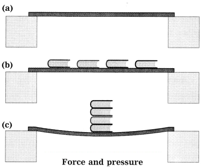 Maharashtra-Board-Class-8-Science-Solutions-Chapter-3-Force-and-Pressure-18