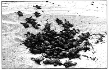 Maharashtra-Board-Class-9-English-Kumarbharati-Solutions-Chapter-2.2-A-True-Story-of-Sea-Turtles-3