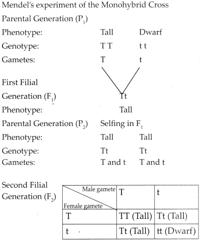 Maharashtra-Board-Class-9-Science-Solutions-Chapter-16-Heredity-and-Variation-3