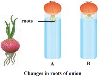 Maharashtra-Board-Class-9-Science-Solutions-Chapter-17-Introduction-to-Biotechnology-1