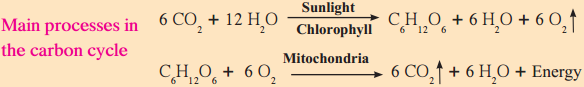 Maharashtra-Board-Class-9-Science-Solutions-Chapter-7-Energy-Flow-in-an-Ecosystem-17